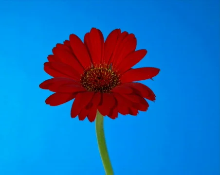 Red Flower Vídeos de archivo 484074