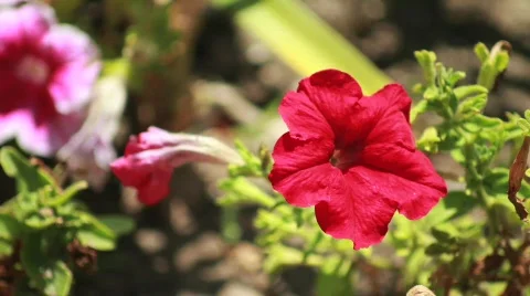 Red Flower  Stock Footage 738599