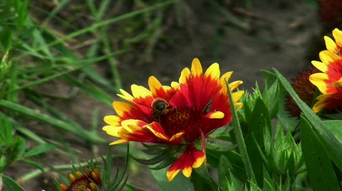 Red flower Stock Footage