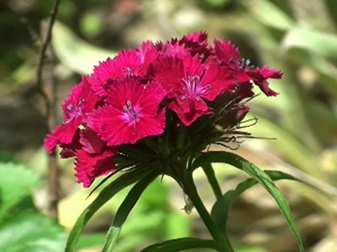 Red Flower Stock Footage 7763733