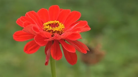 Red flower   Stock Footage 8795691
