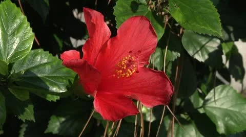 Red Flower Stock Footage 8984612