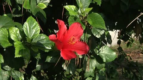 Red Flower Stock Footage 8984673