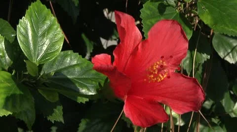 Red Flower Video stock 8984862
