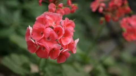 Red Flower Stock Footage 10734608