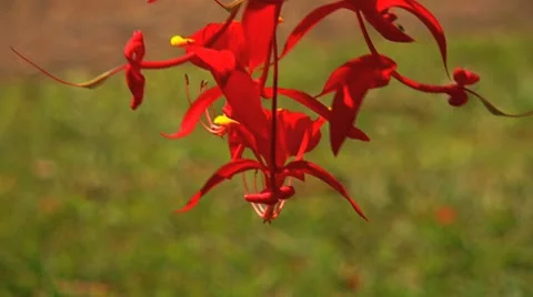 Red flower 스톡 동영상 10765699