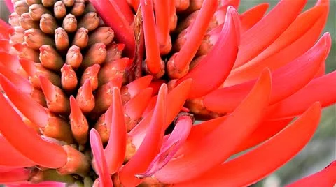 Red flower Stock Footage 10841622