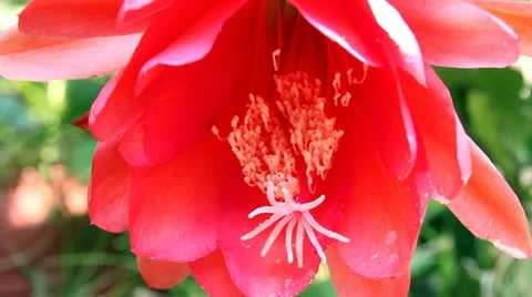 Red flower Stock-Footage 10906978