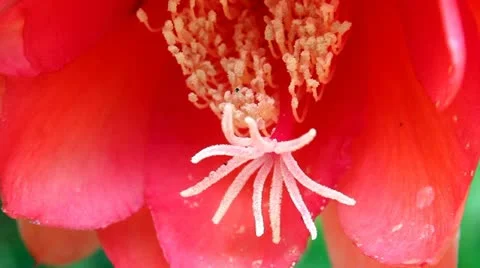 Red flower Video stock 10906996