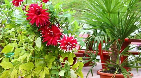Red flower Stock Footage