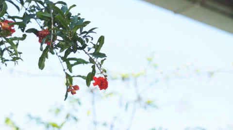 Red flower Stock Footage 22915181