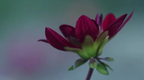 Red Flower 動画素材 35653989