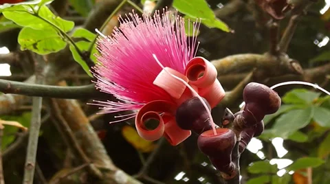 Red flower Stock Footage 36687885