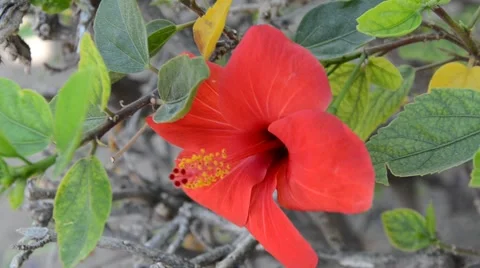 Red flower Stock Footage 40297343