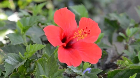 Red flower Stock Footage 40297439