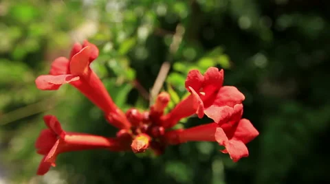 Red flower Stock Footage 41763017