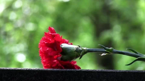 Red flower Stock Footage 47694933