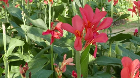 Red flower Stock Footage 47870534