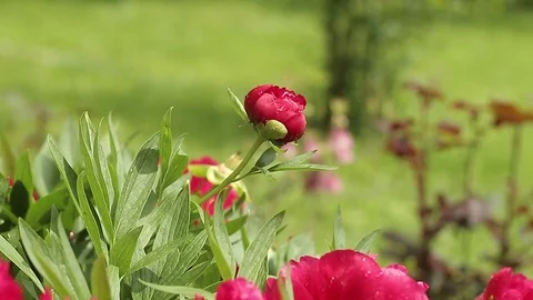 Red flower Stock Footage 76020099