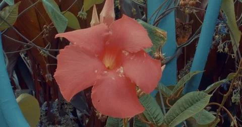 Red Flower Stock Footage 79776794