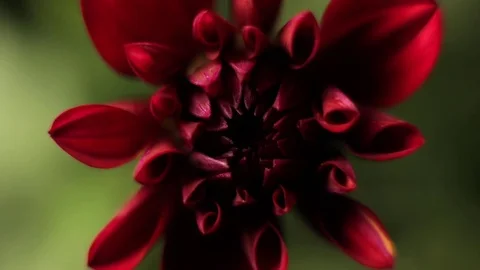 Red flower  Stock Footage 83613646
