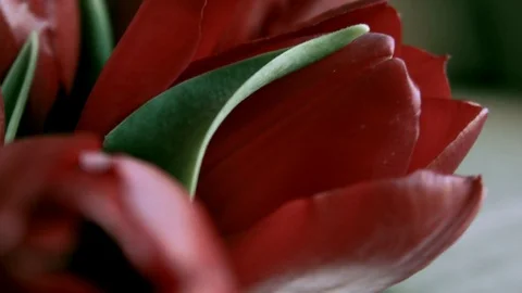 Red Flower Stock Footage