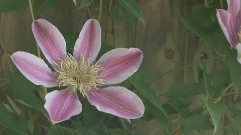 Red Flower 스톡 동영상 90546103