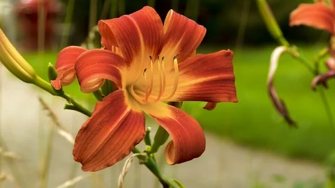 Red Flower Stock Footage 115272349