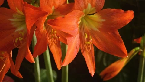 Red flower. Stock Footage 143219708