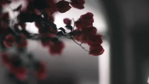 Red flower. Video stock 145879784