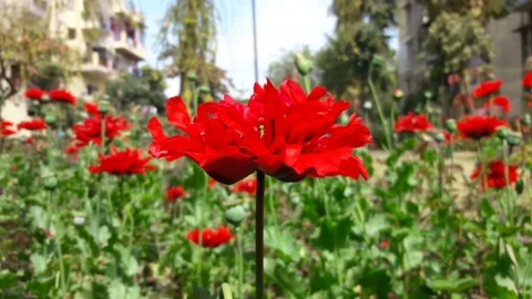 Red flower Stock Footage 155348027