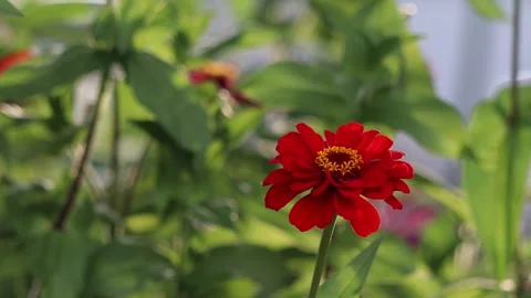Red flower Stock Footage 159652268