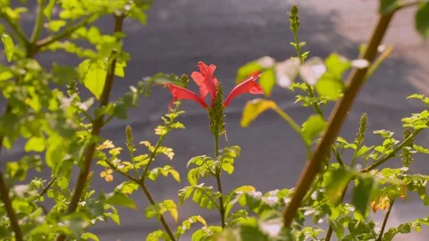 Red Flower Stock Footage 165281731