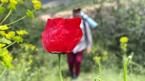 Red flower Stock Footage 196105968