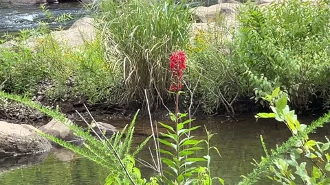 Red Flower Stock Footage 203898139