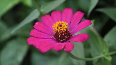 RED FLOWER Stock Footage 205017625