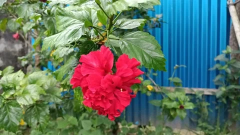 Red Flower 스톡 동영상 210139761