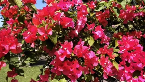 Red flower Stock Footage 210277713