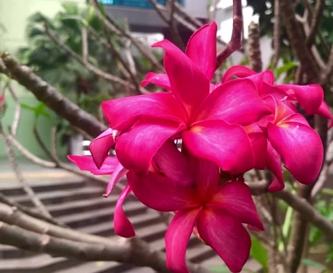 Red Flower 動画素材 211920491