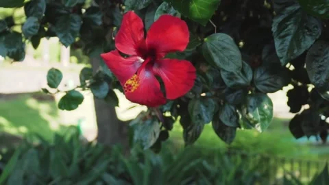 Red flower Stock Footage 225713483