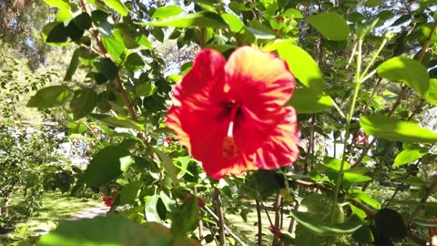 Red Flower Vidéo 230457520