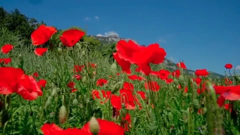 Red flower 库存影片 242380538