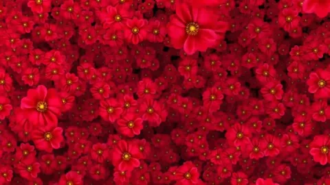 Red flower Stock Footage 244526214