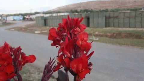 RED FLOWER Stockbeeldmateriaal 244824867