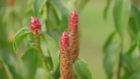 Red Flower Stock Footage 247679257