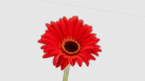 Red Flower Stock Footage 248060823