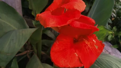 Red flower Stock Footage 252804507