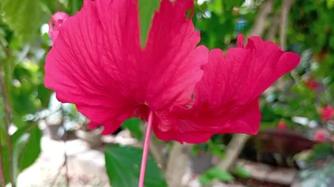 Red flower. Stock Footage 264470574