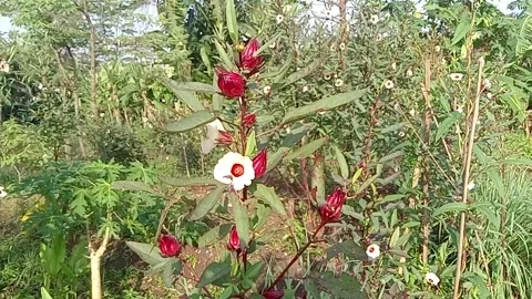 Red flower Stock Footage 274330478