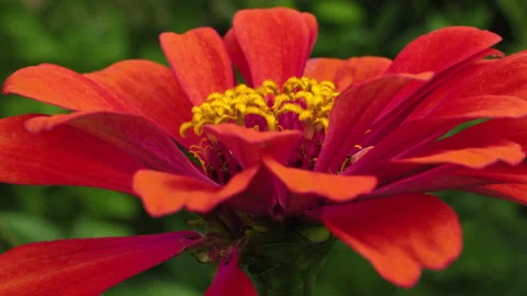 Red Flower Stock Footage 282813166